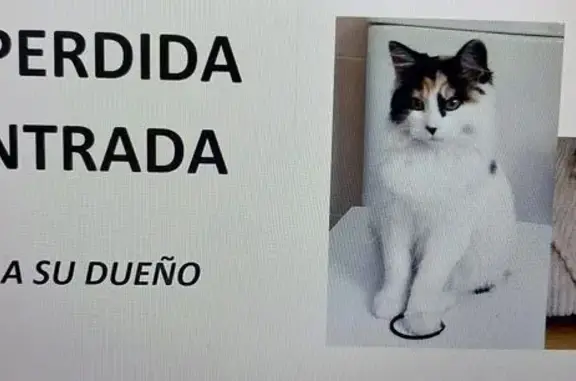 Gatita Tricolor Perdida en Jerez de la Frontera