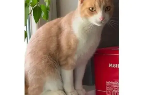 Animaux perdus Sierentz, photo: Chat perdu à Sierentz depuis le 28/12/24