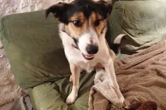 Animaux perdus , photo: Chien perdu, border collie, collier orange