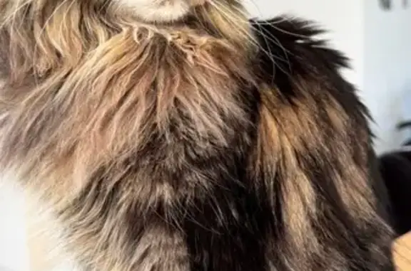 Animaux perdus Arcey, photo: Maine Coon tigrée perdue à Arcey