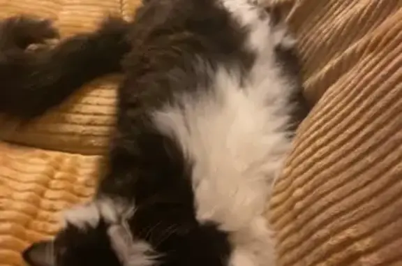 Animaux perdus Chartres, photo: Chatte angora noire/blanche perdue à Chartres