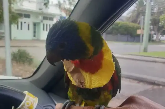 Lost Baby Lorikeet 'Baba' Needs Help!