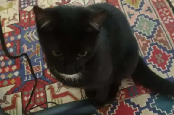 Chaton noir familier trouvé à Annonay - photo