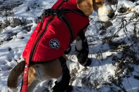 Lost Tricolor Beagle: Bogey, Bear Paw Camp