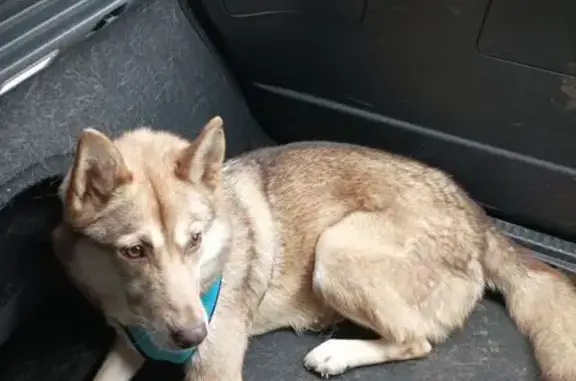 Chien perdu Quimperlé, photo : Husky rousse perdue à Quimperlé
