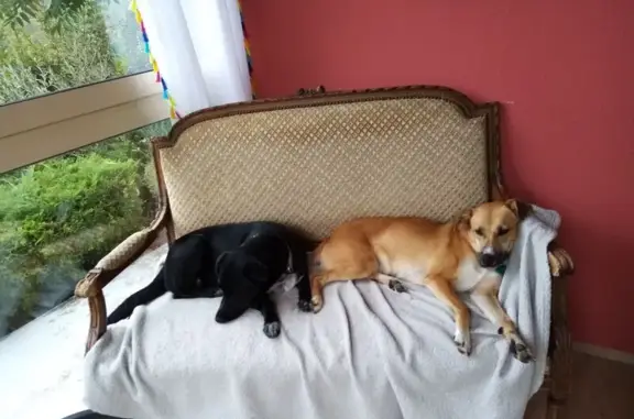 Chien perdu : 2 chiennes, Coulounieix-Chamiers - photo