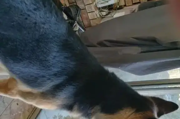 Lost German Shepherd Found on Hooper