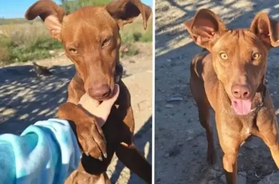 ¡Perro Podenco Perdido en Jerez!