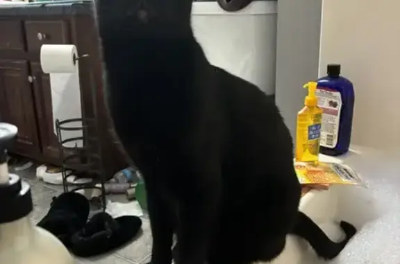 Help Find Our Friendly Black Cat!