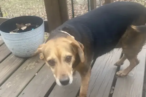 Found: Female Beagle Mix in Searcy