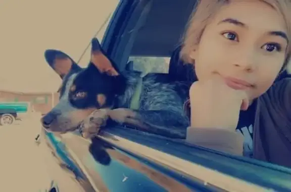 Help Find Ruby: Missing Blue Heeler