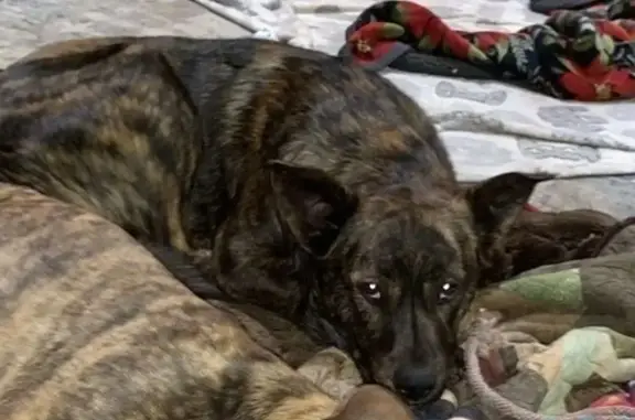 Help Find Our Missing Brindle Pup!