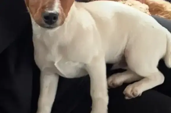 Chien perdu, Impasse des Termes Rouges - photo