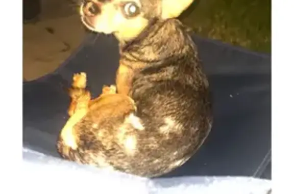 Lost Dog Ramoncito: Help Find Him!