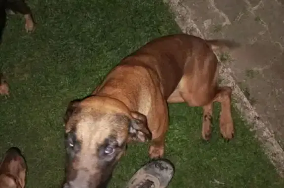 Chienne perdue à Louze - Contactez-moi ! - photo
