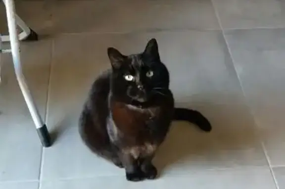 Animaux perdus Maisons-Alfort, photo: Chat noir 10 ans disparu à Maisons-Alfort