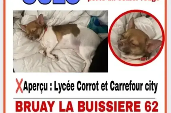 Chiot Chihuahua Oslo perdu à Bruay-la-Buissière - photo