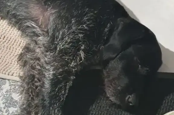 Deux chiens trouvés à Longuyon cette nuit - photo