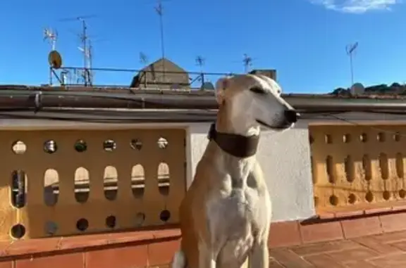 ¡Perro perdido! Galgo mestizo en Barcelona