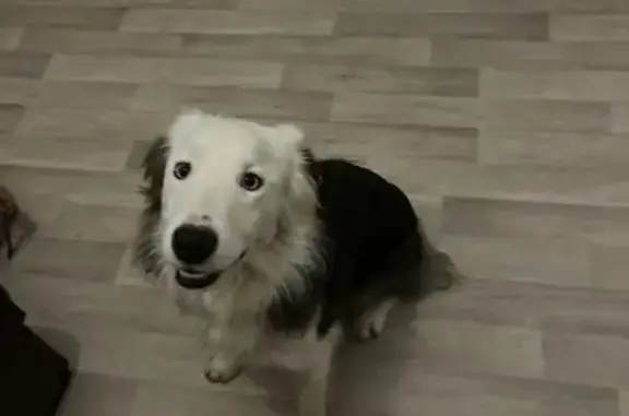 Chien noir et blanc trouvé à Cherbourg - photo