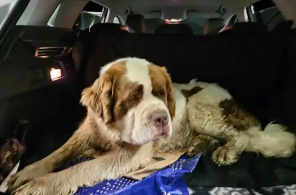 Chien trouvé , photo: Saint Bernard âgé trouvé entre Meucon et Locqueltas