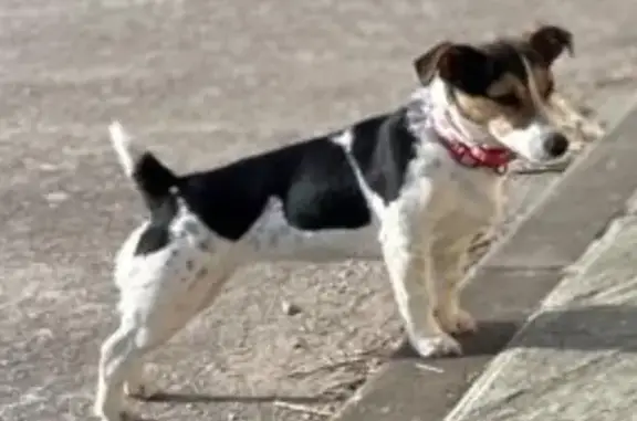 ¡Perdida! Jack Russell hembra en Algeciras