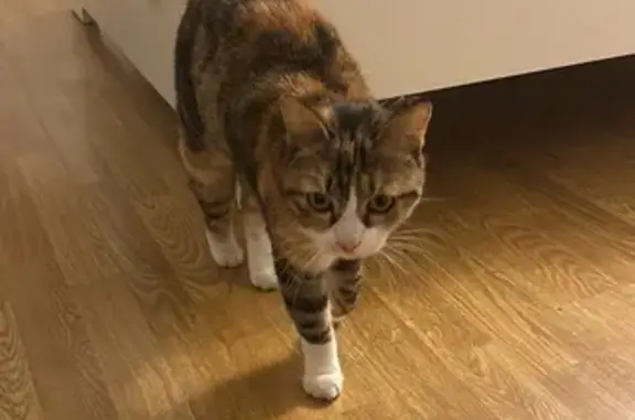 Chatte tricolore trouvée avec AirTag à Riom - photo