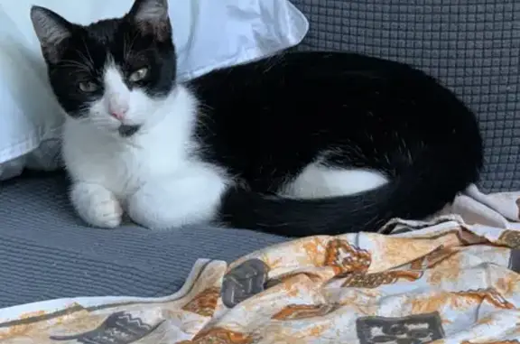 Chat perdu, Vonnas, photo: Chat noir et blanc Gus perdu à Vonnas