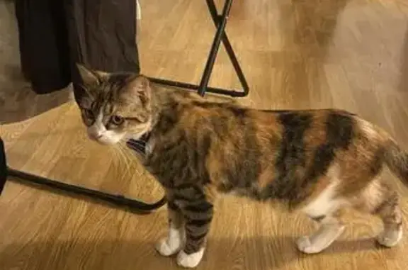 Chatte tricolore trouvée avec Airtag, Riom - photo