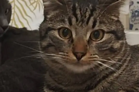 Chat Simba perdu à Marignier, aidez-nous ! - photo