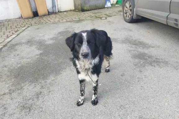 Chien trouvé , photo: Border collie trouvé à Plœuc-L'Hermitage