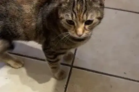 Chatte marbrée trouvée à Montpellier - photo
