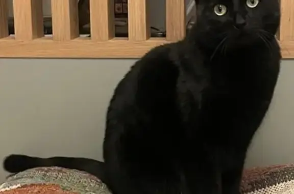 Chatte noire 3 ans perdue à Clohars-Carnoët - photo