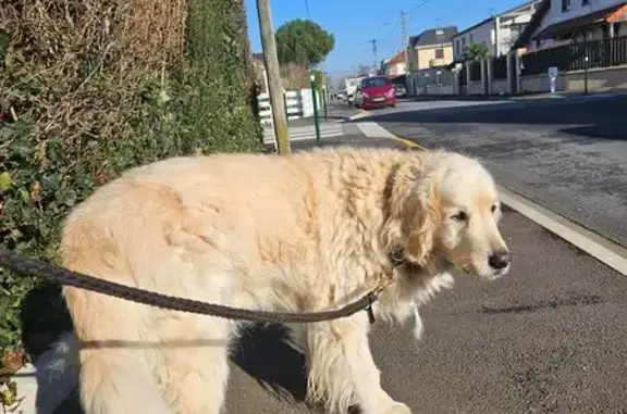 Chien trouvé Mitry-Mory, photo: Golden Retriever trouvée à Mitry-Mory