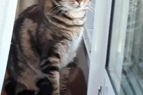 Chat perdu, Champs-sur-Marne, photo: Petite chatte tigrée perdue à Champs-sur-Marne