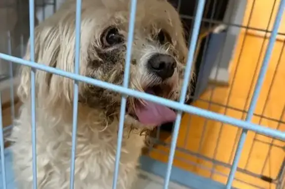 Lost Maltese Found: 11th St NW, DC