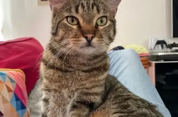 Chat perdu, Poitiers, photo: Chat européen tigré perdu à Poitiers