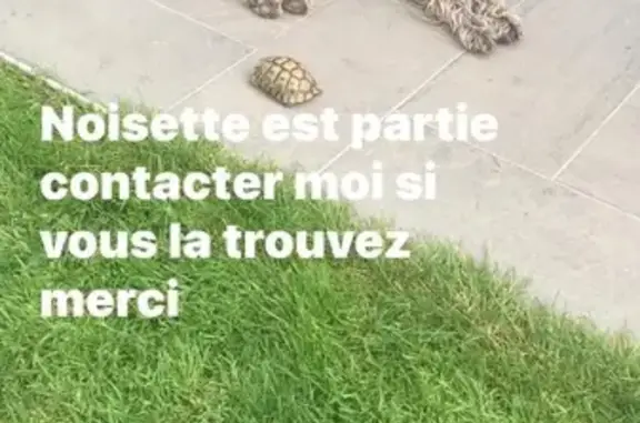 Animaux perdus , photo: Chienne Griffon Kortal perdue à Chemillé