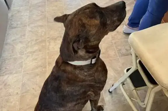 Lost Brindle Pit Mix on Ryan Road, 24212