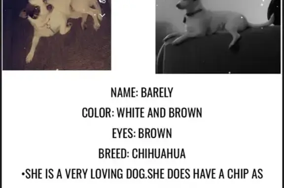 Lost Chihuahua: White & Brown in SA