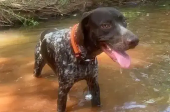 Missing: Black & White Pointer in OKC