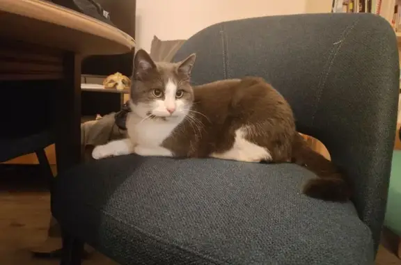 Chat trouvé avec collier noir à Nancy - photo