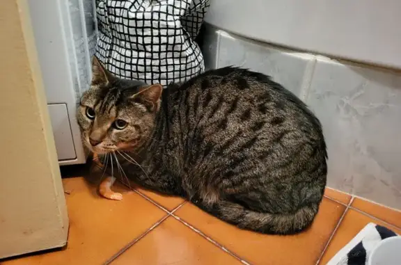 Animaux perdus Saint-Mandrier-sur-Mer, photo: Chat tigre perdu à Saint-Mandrier-sur-Mer