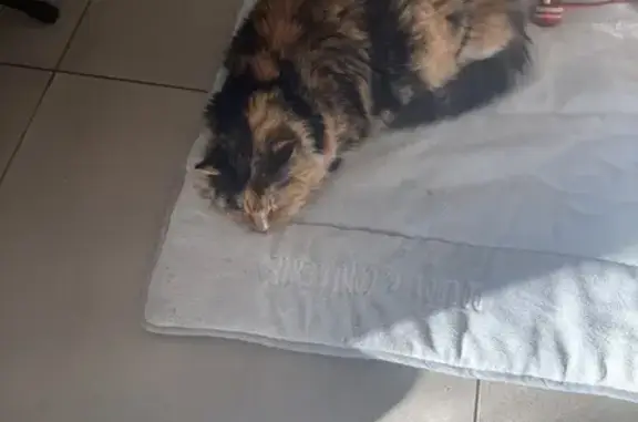 Chat perdu, Fréjus, photo: Chatte écaille perdue à Fréjus