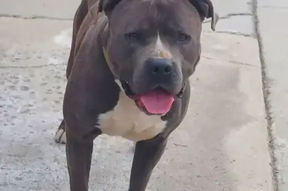 Found Pitbull: Male, Grey/White, Valencia