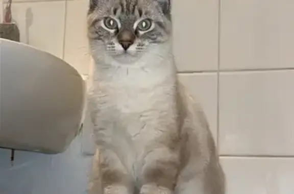 Animaux perdus Chasseneuil-du-Poitou, photo: Chat blanc et gris perdu à Chasseneuil