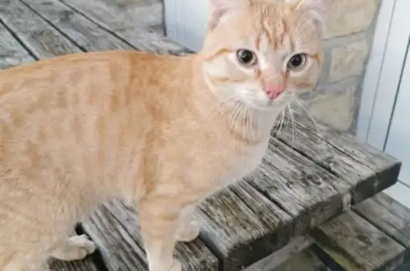Chat trouvé Figeac, photo: Jeune chat mâle trouvé, affectueux à Figeac