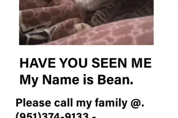 Lost Cat: Bean Missing on Sue Lane