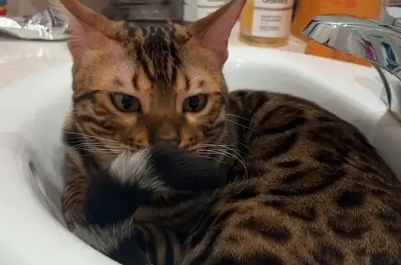 Lost Bengal Cat: Help Find Sal in Princeton