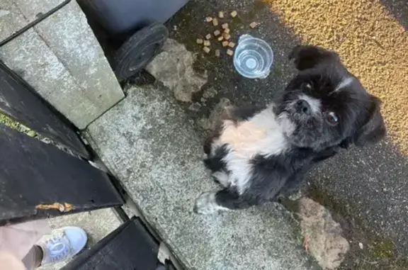 Shih Tzu mâle trouvé jeune à Divion - photo